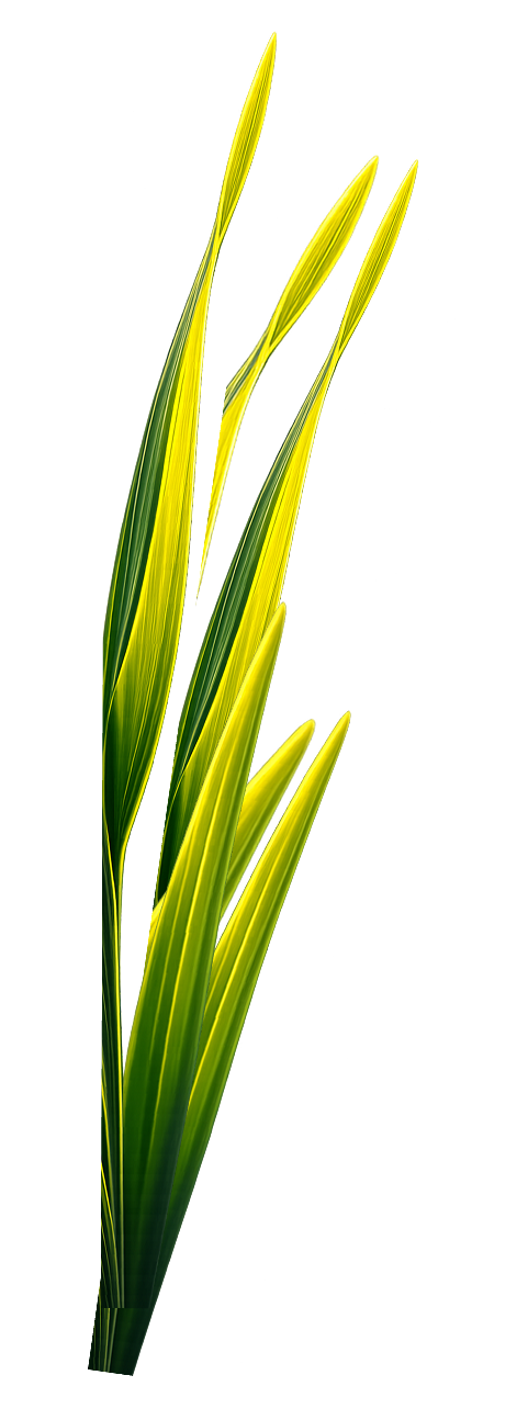 Yellow leaf illustration 1