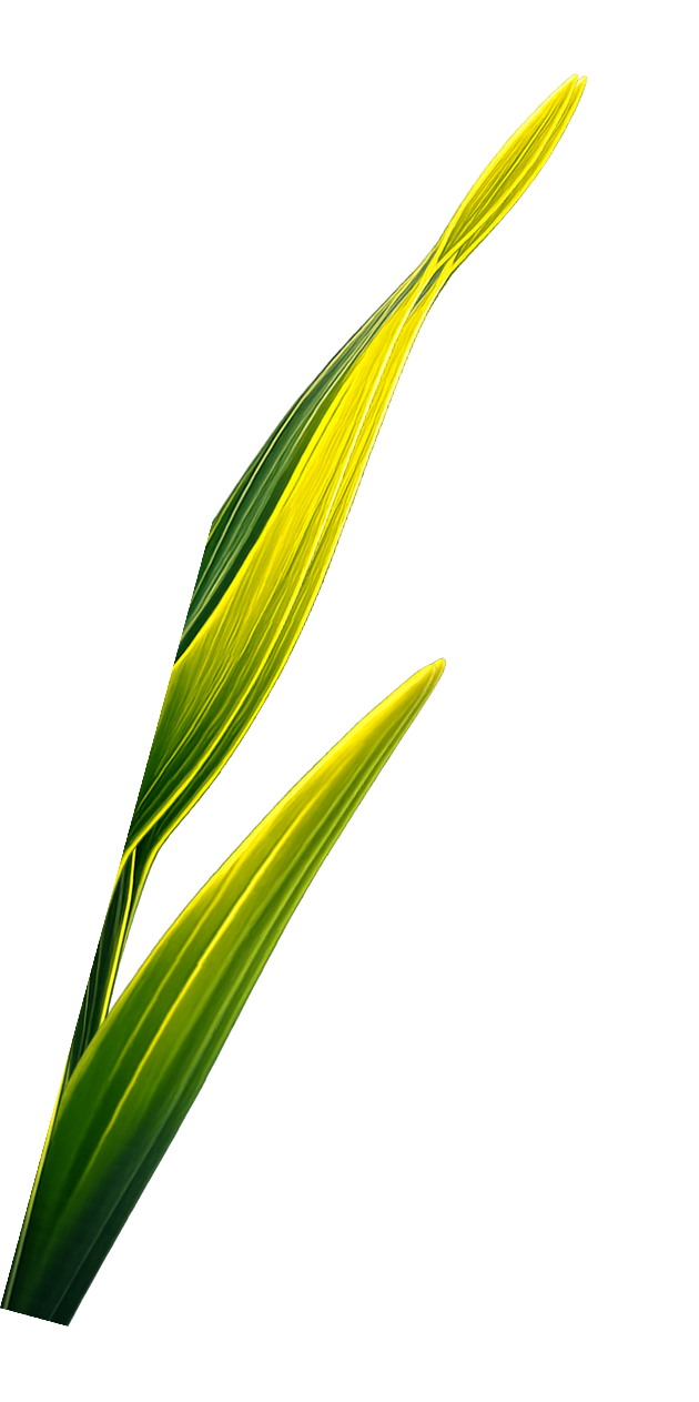 Yellow leaf illustration 2