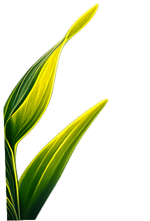 Yellow leaf illustration 3